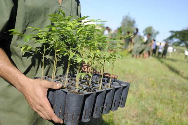 programa reforestacion siembra arboles